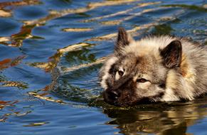 eurasian dog in water close up