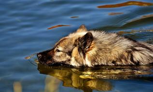 water Swim Dog