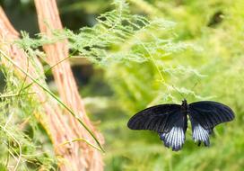 Beautiful, black and white butterfly on the green plants, in light