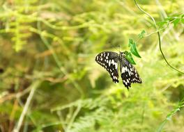 Butterfly Insect Nature grass green