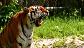 Tiger Predator Fur