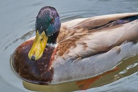 macro photo of a beautiful mallard duck floating in the river