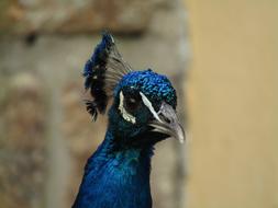 Peacock Zoo blue Bird