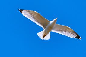 white Seagull blue Sky Flying