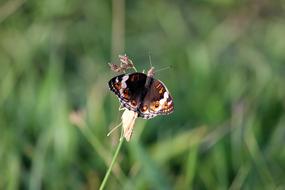 Close-up of the colorful and beautiful, patterned butterfly on the green grass