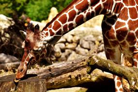 Giraffe Wild Animal Stains Long