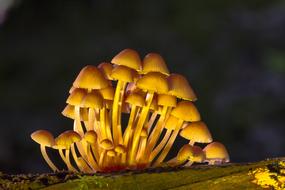 Mushroom Mushrooms Sponge Mini