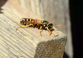 Wasp on wooden bar Close Up