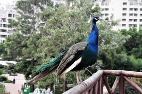 Birds Peacock Animals