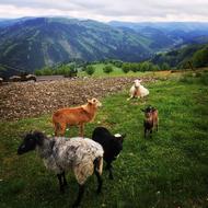 Mountains Feast Goats