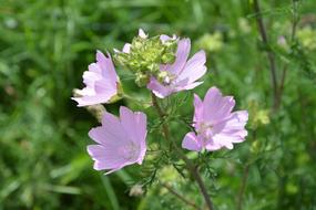 Flowers Pink Petals