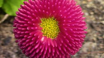 pink flower on the ground