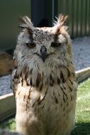 Portrait of the colorful, beautiful and cute owl, on the green grass