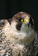 Bird Of Prey Beak