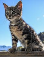 kitten close-up on a sunny day