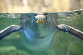 Penguins Aquatic Birds Flightless