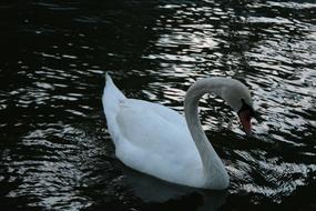 white swan on water at dusk