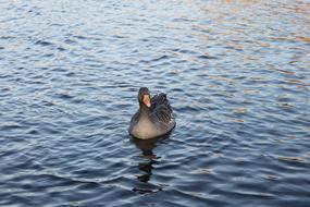 Waterfowl Ducks Animals