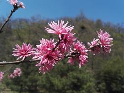 blooming on branches against the background of trees