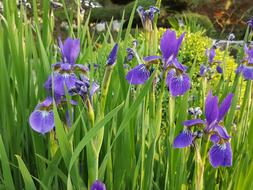 Iris
