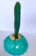 Cactus Spiky Prickly