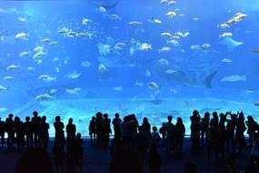 Churaumi Aquarium Water