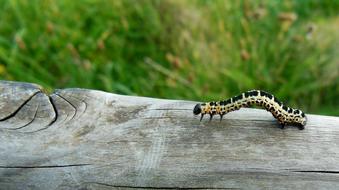 Animal Caterpillar on wood