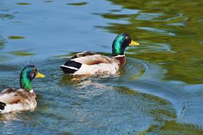 Colorful, cute and beautiful ducks, swimming in the water, with ripple