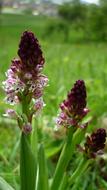 Brand Boys Herb German Orchid