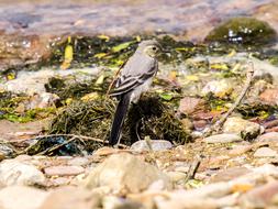 grey Wagtail Bird