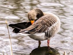 Greylag Goose at nature