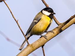 Beautiful, colorful and cute tit bird on the branch of the tree