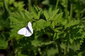 Bielinek Butterfly Pest at nature