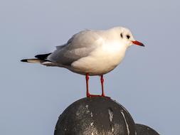 Black-headed Gull at evening sky