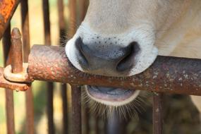 Calf Nose Fence