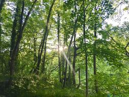 Natural Green