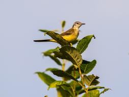 yellow wagtail sits on a branch with green leaves