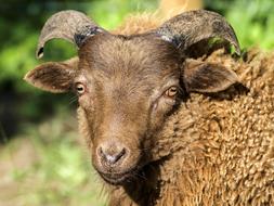 brown sheep with horns close up on blurred background