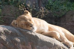 Lion Animal relax on stone