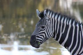 Zebra Animal at Nature