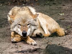 predatory wolf sleeping in the zoo