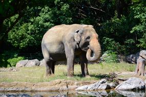 elephant near the lake in the zoo