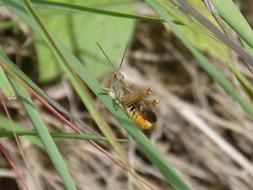 Cricket Summer Of Abdomen