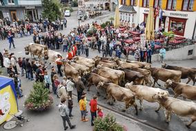 The Cattle Market Cow