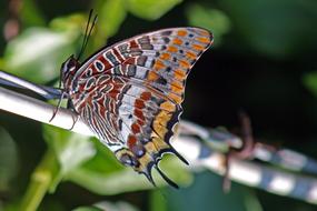 Charaxes Jasius Two-Tailed Pasha