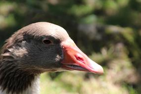 Close up of a duck head with a red beak