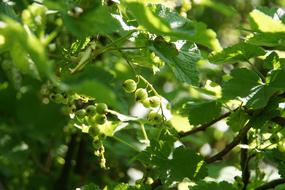 green berries hidden in the foliage