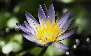Water Lily Nuphar Lutea Aquatic