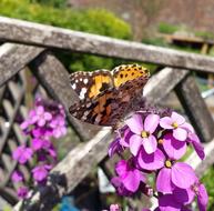 Painted Lady Butterfly Insect
