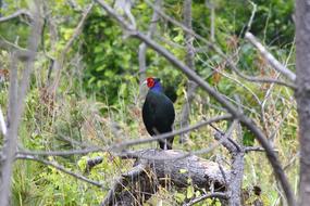 Animal Forest Wood black bird
